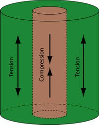 Tension wood