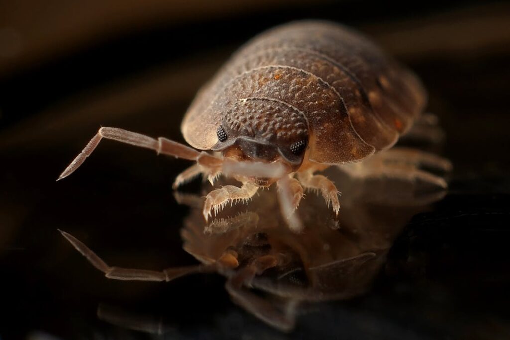 What Scents do bed bugs hate?