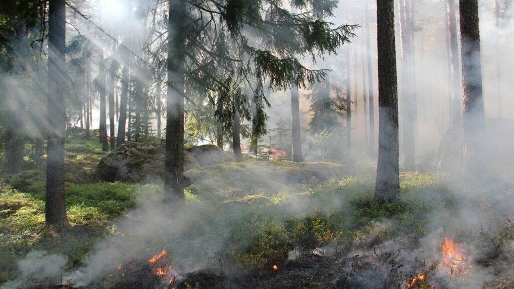 a burning bush with heavy smokes 