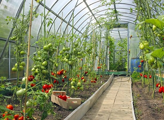 a greenhouse growing a tomato plant inside it