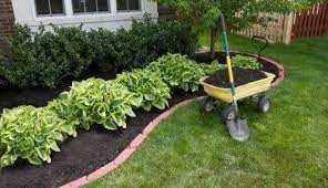 This picture illustrates the use of garden compost as mulch.